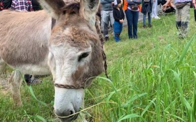 Asini nel Cuore: quando la lentezza diventa una risorsa